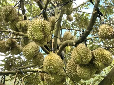 Vì sao sầu riêng lại được gọi là sầu riêng?