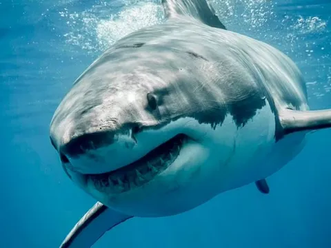 Phát hiện mới: Cá mập cắn người có thể chỉ là hành động tự vệ