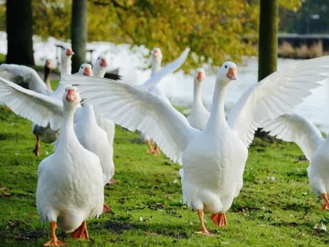 Tại sao các loại động vật lại sợ ngỗng? Tới rắn độc cũng phải lẩn trốn khi đối đầu