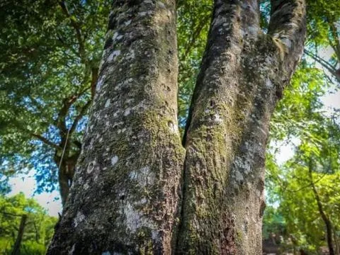 Loại gỗ quý có hương thơm cực phẩm, được định giá 2,3 tỷ đồng/kg: Việt Nam sở hữu loại có chất lượng tốt nhất thế giới