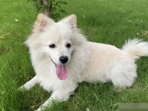 Làm sao chó biết tên của mình? Tại sao nó biết rằng chủ đang gọi?