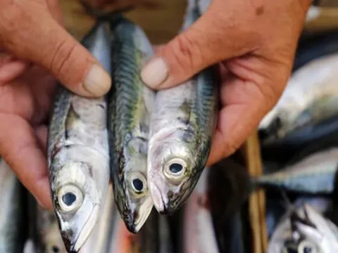 Rửa cá biển bằng nước lã là chưa đủ, ngâm với nguyên liệu quen thuộc này 5 phút, cá hết sạch mùi tanh