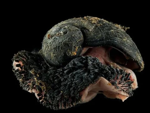 Sinh vật kim loại đầu tiên trên Trái Đất: Loài ốc biển sống sâu 2.000 mét, vỏ cứng như sắt, cắn vào chỉ có rụng răng!