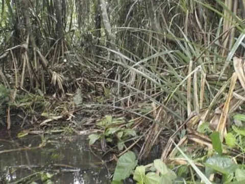 Loài cây mọc trên đất có kim cương, chỗ nào có cây này chỗ đó chứa 'kho báu'