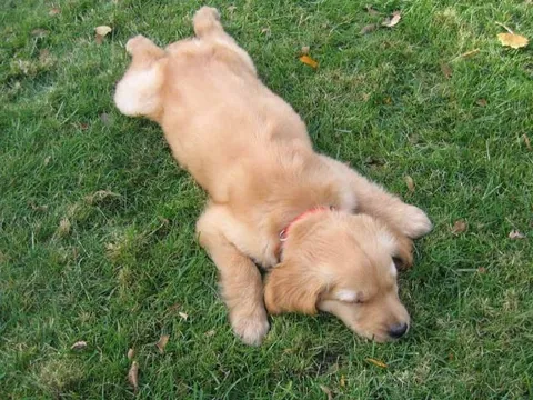 Vì sao con người ngủ ngửa trong khi phần lớn động vật lại ngủ sấp?