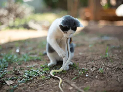 Vì sao mèo luôn áp đảo rắn trong cuộc đối đầu sinh tồn?