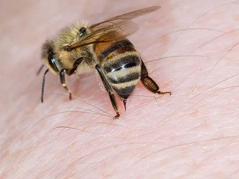 Giải mã cái chết của ong sau khi chích người: Vũ khí tự vệ đánh đổi bằng mạng sống
