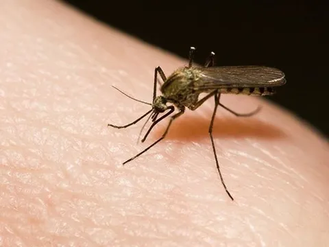 Tại sao trời tối đen mà muỗi vẫn tìm được người để đốt?