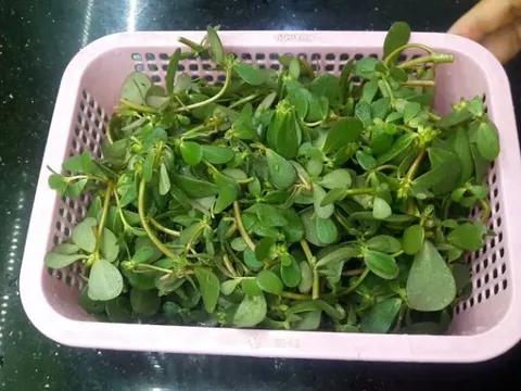 Từ rau dại cho lợn ăn đến 'vàng xanh' trên mâm cơm: Rau sam được săn lùng nhờ công dụng vượt trội, giá rẻ bất ngờ