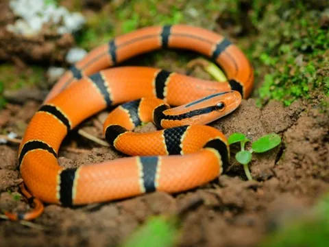 Loài rắn không có nọc độc, màu sắc sặc sỡ dễ bị giết nhầm vì nghi là rắn cực độc tại Việt Nam