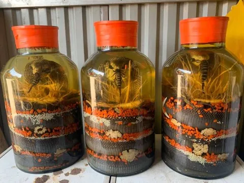 Giải mã bí ẩn về rượu rắn, liệu nó có tốt như lời đồn?