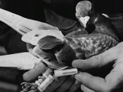 Giải mã khả năng "định vị thần kỳ" của chim bồ câu đưa thư