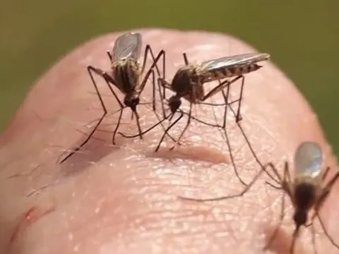 Thường xuyên bị muỗi đốt có phải do thịt thơm không? Câu trả lời của chuyên gia khiến nhiều người bất ngờ