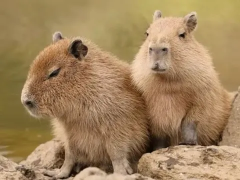 Tại sao con người không có mùa sinh sản như động vật?