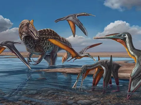 Loài quái vật cổ đại lần đầu lộ diện tại Thái Lan: “Chúa tể bầu trời” cách đây 130 triệu năm