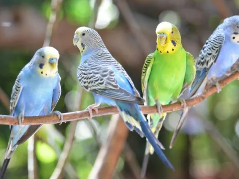 Loài động vật sở hữu cơ chế não bộ tạo ngôn ngữ giống con người một cách đáng kinh ngạc