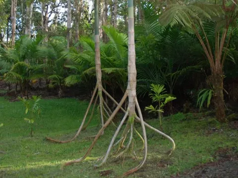 Giải mã loài cây 'biết đi' duy nhất trên thế giới: Sự thật đằng sau hiện tượng kỳ lạ tại rừng mưa nhiệt đới Nam Mỹ