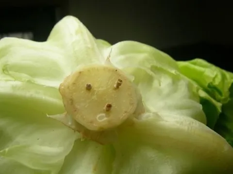 Mẹo bảo quản rau xà lách tươi cả tuần chỉ với... vài que tăm