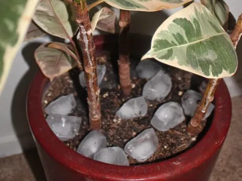 Đặt đá viên vào chậu cây: Bí quyết đơn giản giúp cây lớn nhanh như thổi trong mùa hè oi ả