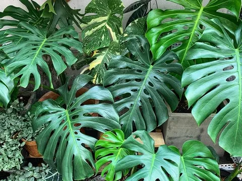 5 loài cây cảnh 'siêu dễ tính', ít quan tâm vẫn xanh tốt như thường