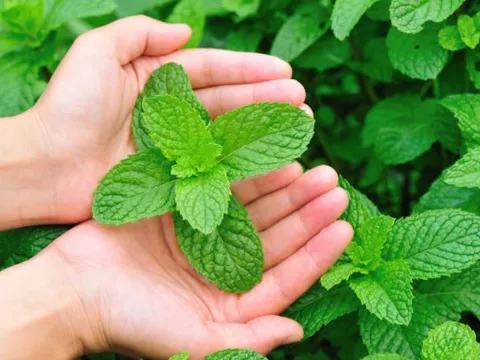 3 loại cây cảnh vừa đẹp nhà vừa đuổi muỗi cực hiệu quả: ‘Lá chắn xanh’ chống sốt xuất huyết mùa hè