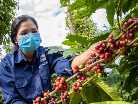 Giá nông sản ngày 6/5: Cà phê và hồ tiêu bất ngờ quay đầu giảm