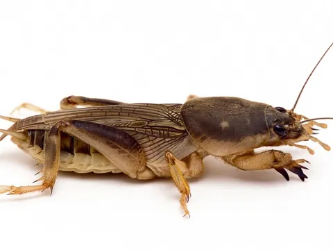 Từ "kẻ phá hoại" thành đặc sản tiền triệu: Dế trũi gây sốt trên thị trường