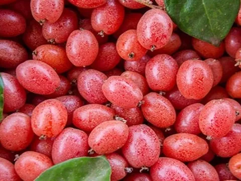 Quả quê từng bị lãng quên, nay thành đặc sản đắt đỏ được săn lùng khắp thành phố