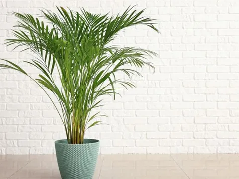 6 loại cây cảnh không chỉ đẹp mà còn giúp thanh lọc không khí trong phòng khách