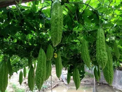 Trồng mướp đắng trong chậu tại nhà: Dễ không tưởng, quả sai trĩu trịt!