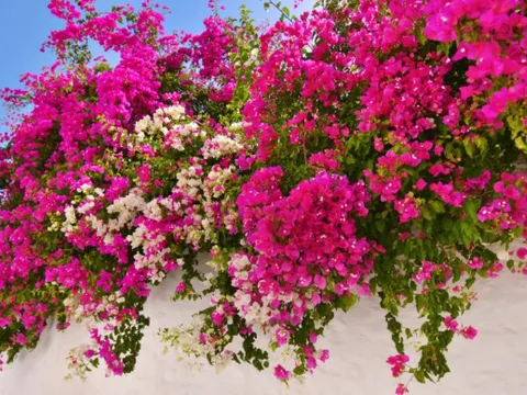 Cứ chăm chỉ loại nước quen thuộc này, hoa giấy sẽ nở rực rỡ quanh năm mà không lo bị sâu bệnh