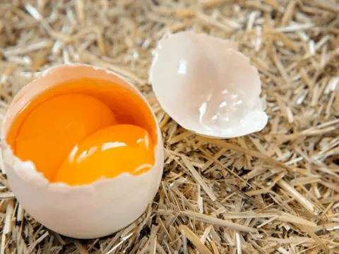 Trứng hai lòng đỏ có thể nở ra hai chú gà con? Câu trả lời không hề đơn giản