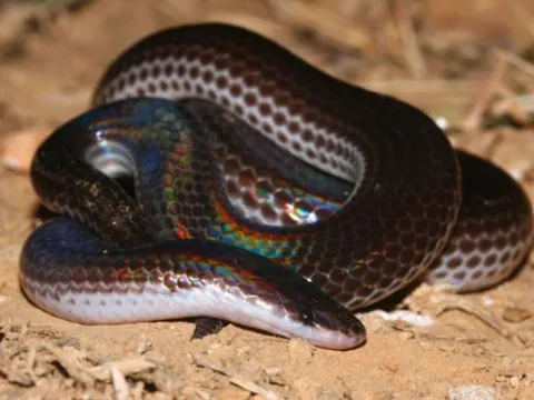 Khám phá loài rắn hiền lành với con người nhưng là khắc tinh của rắn độc