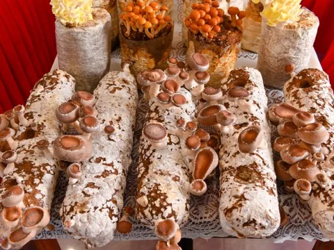 Từ mùn cưa đến siêu thị: Hành trình trắc trở của nấm hữu cơ Việt