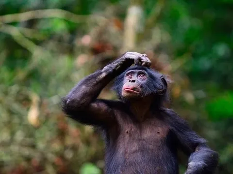 Tinh tinh lùn ở Congo hé lộ khả năng giao tiếp "chỉ loài người mới có"?