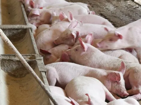 Giá heo hơi ngày 9/5: Đồng loạt tăng tại cả ba miền
