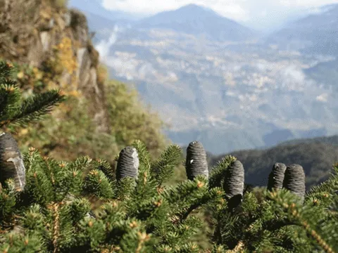 Loài cây cảnh tự nhiên quý hiếm bậc nhất trên thế giới: Hiện chỉ có duy nhất tại Việt Nam