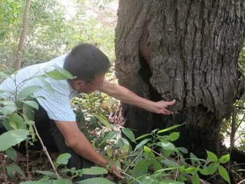 Việt Nam sở hữu loài cây quý hiếm nhất thế giới, cứng như sắt, hiện tại chỉ còn 13 cây