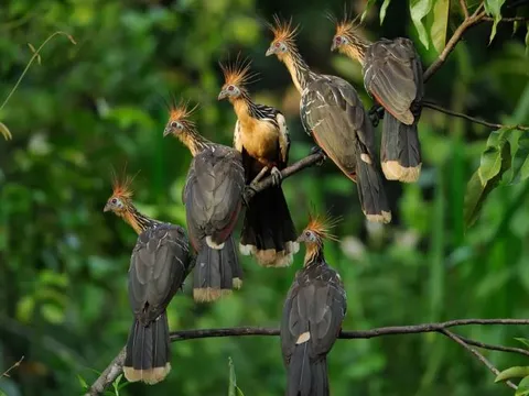 “Chim hôi” kỳ lạ của rừng Amazon: Sinh ra với vuốt, bốc mùi như phân, và là bí ẩn tiến hóa chưa lời giải