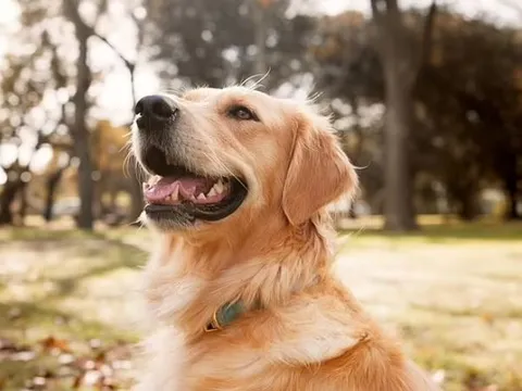 Các nhà khoa học dự định dùng AI để dịch tiếng động vật sang ngôn ngữ con người