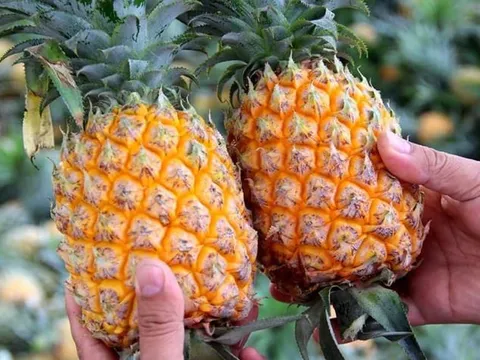 Chọn dứa thế nào cho chuẩn? Bỏ túi ngay 6 mẹo vàng từ nông dân lâu năm