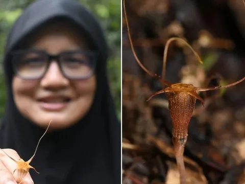 Phát hiện loài “đèn lồng cổ tích” mới tại Malaysia