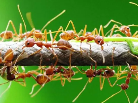 Giải mã hành vi kỳ lạ: Vì sao kiến thường bò theo một đường thẳng?