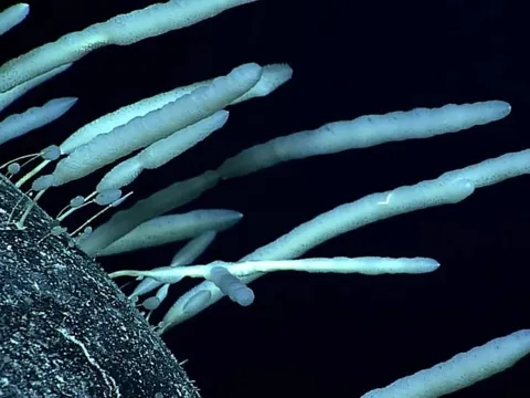 Bí ẩn gây kinh ngạc: Loài bọt biển ở Nam Cực có thể sống tới 11.000 năm