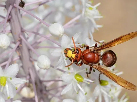 Khám phá loài có 'tửu lượng' khủng nhất thế giới động vật