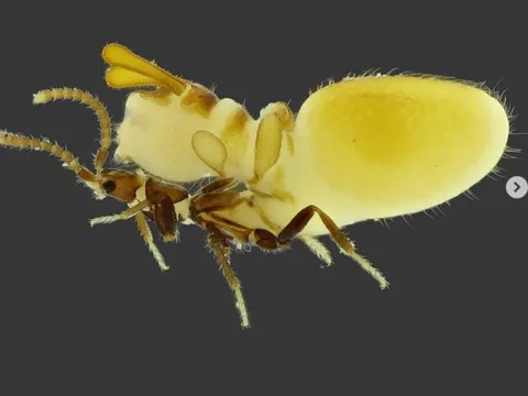 Chiêu trò lừa đảo kỳ quái nhất tự nhiên: Loài bọ tinh vi giả mạo mối để được phục vụ tận miệng