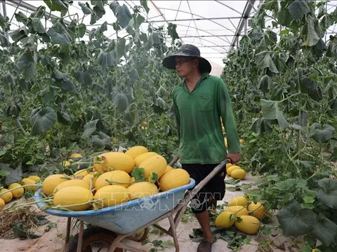 Ứng dụng công nghệ cao vào nông nghiệp, nông dân thu lãi hàng tỷ đồng