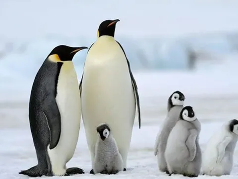 Giải mã bí ẩn: Vì sao chim cánh cụt không bao giờ xuất hiện ở Bắc Cực?