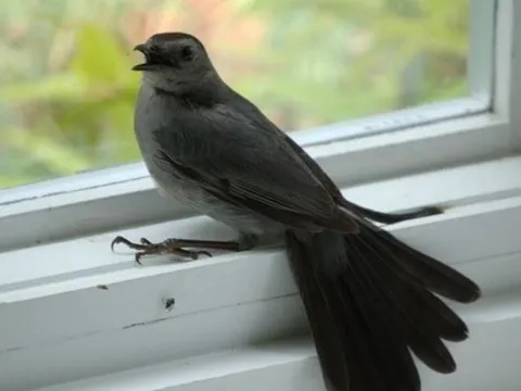 Vì sao chim lao đầu vào cửa kính rồi tử vong? Câu trả lời có thể khiến bạn bất ngờ