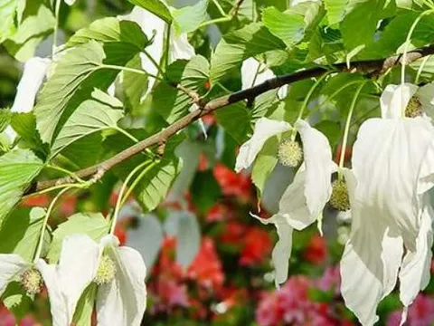 Cây bồ câu, 'hóa thạch sống 60 triệu năm' nhưng chỉ nở hoa trong vòng 10 ngày